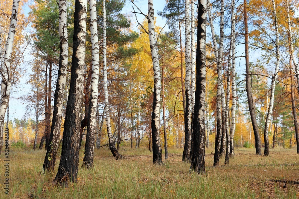 Charred woods after fire. Burned birch and pine trees in fall. Scorched fire-damaged forest with dry grass and blue sky. Charred woods after fire. Burned birch and pine trees in fall. Scorched fire-damaged forest with dry grass and blue sky.