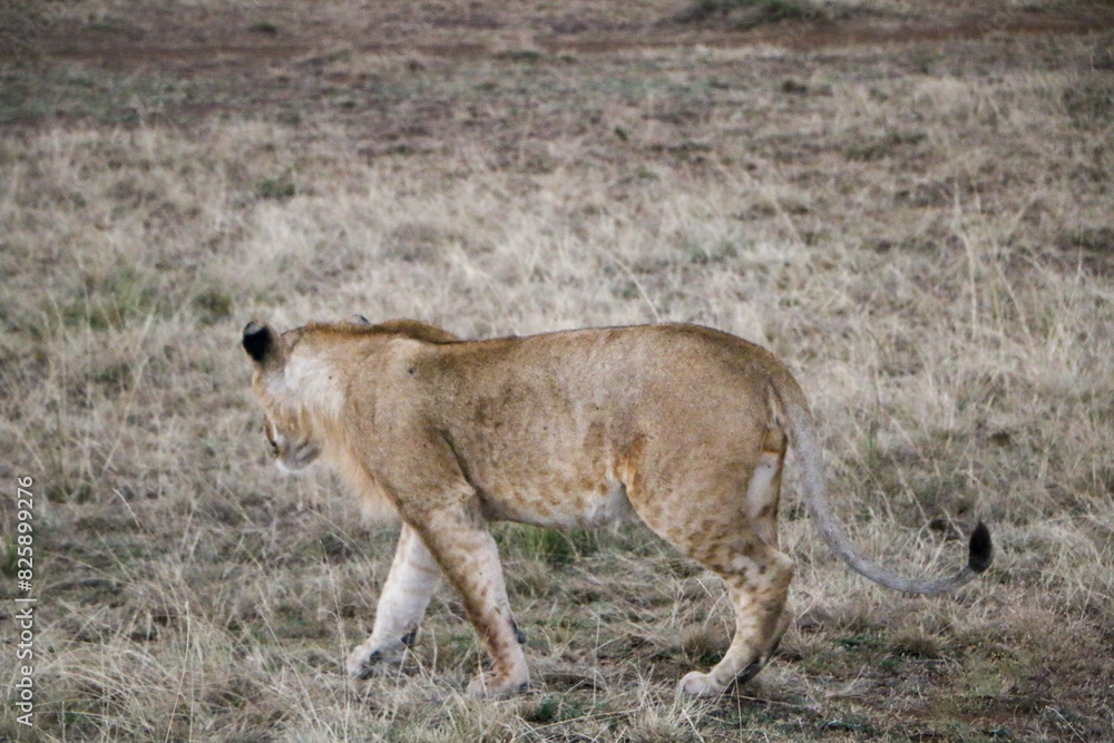 Fototapeta premium lioness and cubs