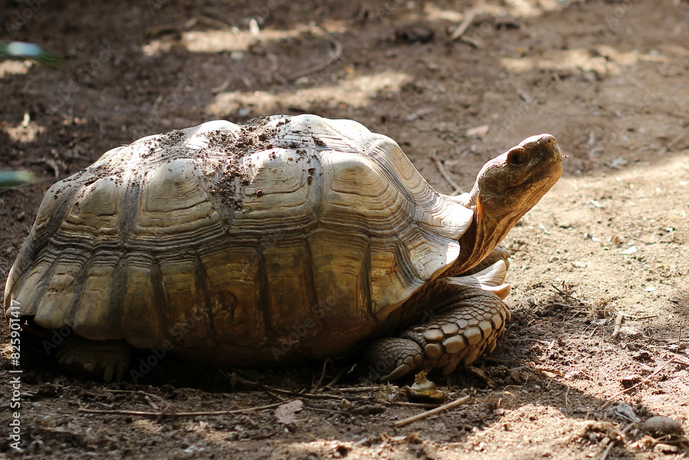 African Sulcata Tortoise Natural Habitat,Close up African spurred tortoise resting in the garden, Slow life ,Africa spurred tortoise sunbathe on ground with his protective shell ,Beautiful Tortoise African Sulcata Tortoise Natural Habitat,Close up African spurred tortoise resting in the garden, Slow life ,Africa spurred tortoise sunbathe on ground with his protective shell ,Beautiful Tortoise