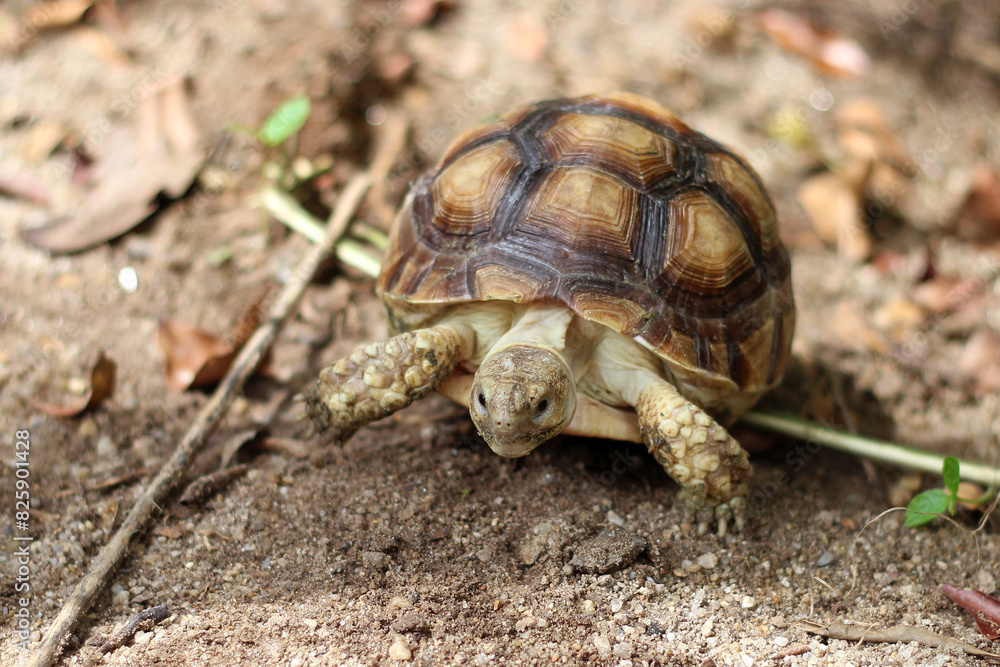 African Sulcata Tortoise Natural Habitat,Close up African spurred tortoise resting in the garden, Slow life ,Africa spurred tortoise sunbathe on ground with his protective shell ,Beautiful Tortoise African Sulcata Tortoise Natural Habitat,Close up African spurred tortoise resting in the garden, Slow life ,Africa spurred tortoise sunbathe on ground with his protective shell ,Beautiful Tortoise