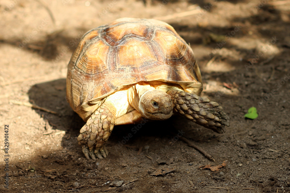 African Sulcata Tortoise Natural Habitat,Close up African spurred tortoise resting in the garden, Slow life ,Africa spurred tortoise sunbathe on ground with his protective shell ,Beautiful Tortoise African Sulcata Tortoise Natural Habitat,Close up African spurred tortoise resting in the garden, Slow life ,Africa spurred tortoise sunbathe on ground with his protective shell ,Beautiful Tortoise