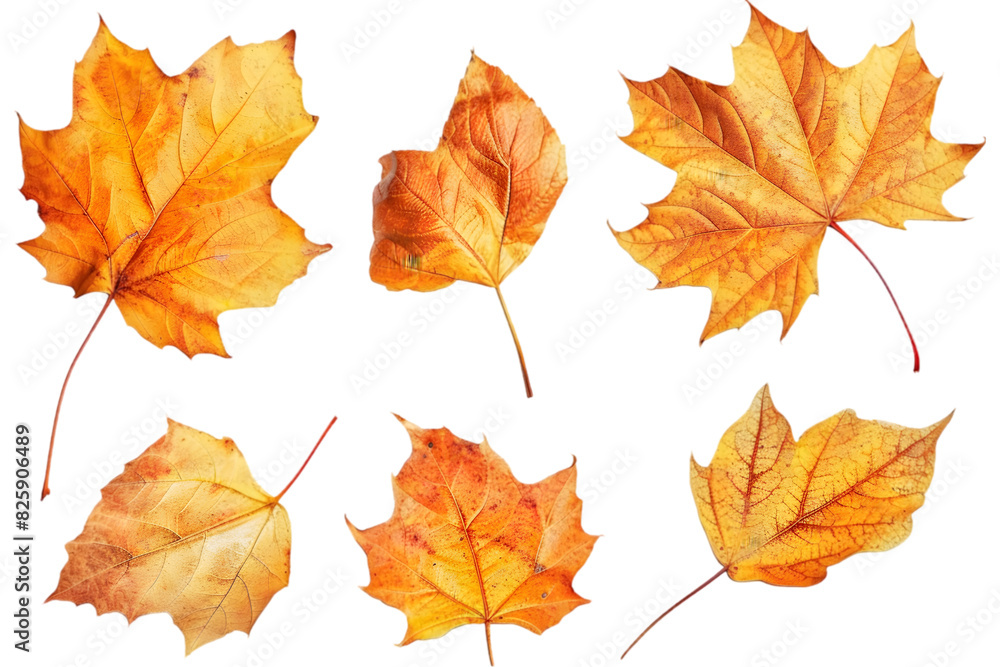 Set of five different orange leaves in autumn isolated on transparent background. Set of five different orange leaves in autumn isolated on transparent background.