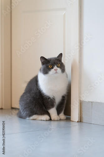 British shorthair cat sitting in doorway