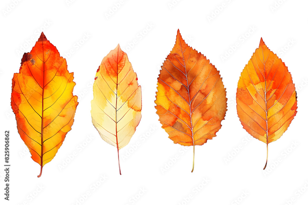 Set of five different orange leaves in autumn isolated on transparent background. Set of five different orange leaves in autumn isolated on transparent background.