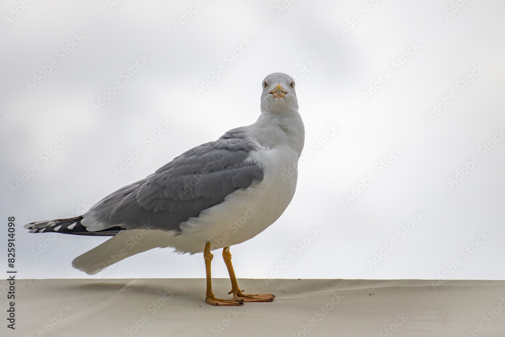 Seagull bird close-up in nature Seagull bird close-up in nature