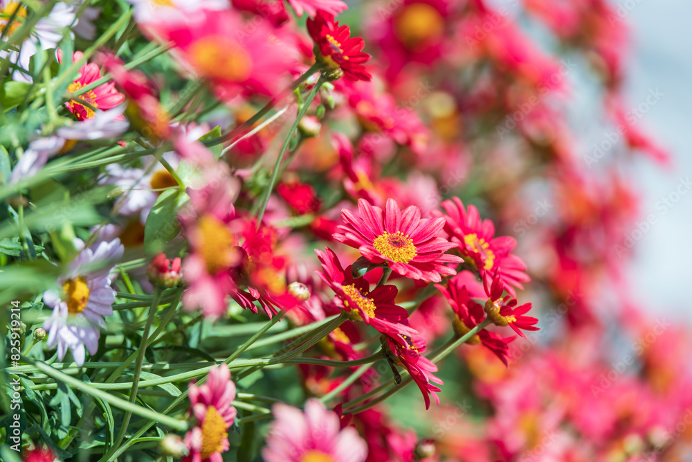 Marguerite with red petals filled the flower bed. warm sunshine - marguerite daisy, Paris daisy, Argyranthemum frutescens Marguerite with red petals filled the flower bed. warm sunshine - marguerite daisy, Paris daisy, Argyranthemum frutescens