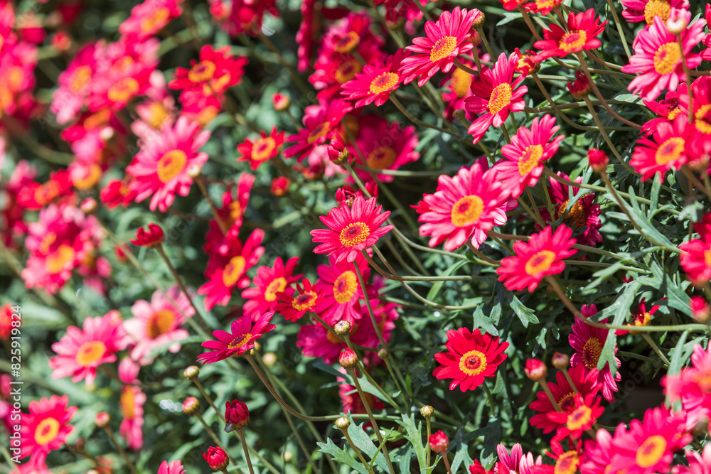Marguerite with red petals filled the flower bed. warm sunshine - marguerite daisy, Paris daisy, Argyranthemum frutescens Marguerite with red petals filled the flower bed. warm sunshine - marguerite daisy, Paris daisy, Argyranthemum frutescens