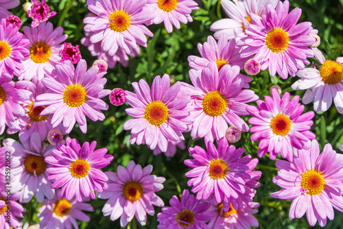 Marguerite with purple petals filled the flower bed. warm sunshine - marguerite daisy, Paris daisy, Argyranthemum frutescens