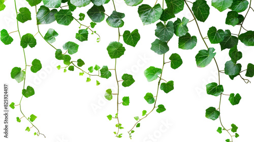 Lush green leaves hanging from branches of a tree, creating a canopy of foliage in nature