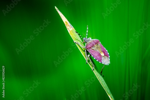 bug on a leaf