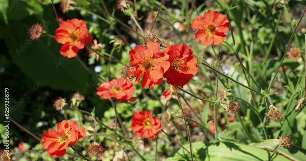 (Geum coccineum) A clump-forming of Darf red avens flowers in groups on upright thin stems swaying lightly in the wind (Geum coccineum) A clump-forming of Darf red avens flowers in groups on upright thin stems swaying lightly in the wind