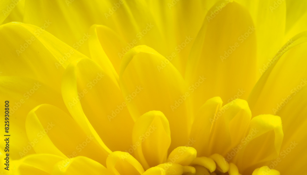 Obraz premium Yellow flower, petals close-up