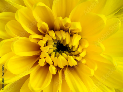 Yellow flower  petals close-up