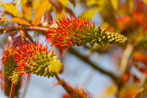 Flamenco Red Hot Poker Plant or torch lily. South African native. Hummingbirds love this plant. photo