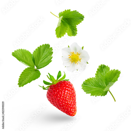 Set of strawberry blossom, leaves and berry isolated on white background