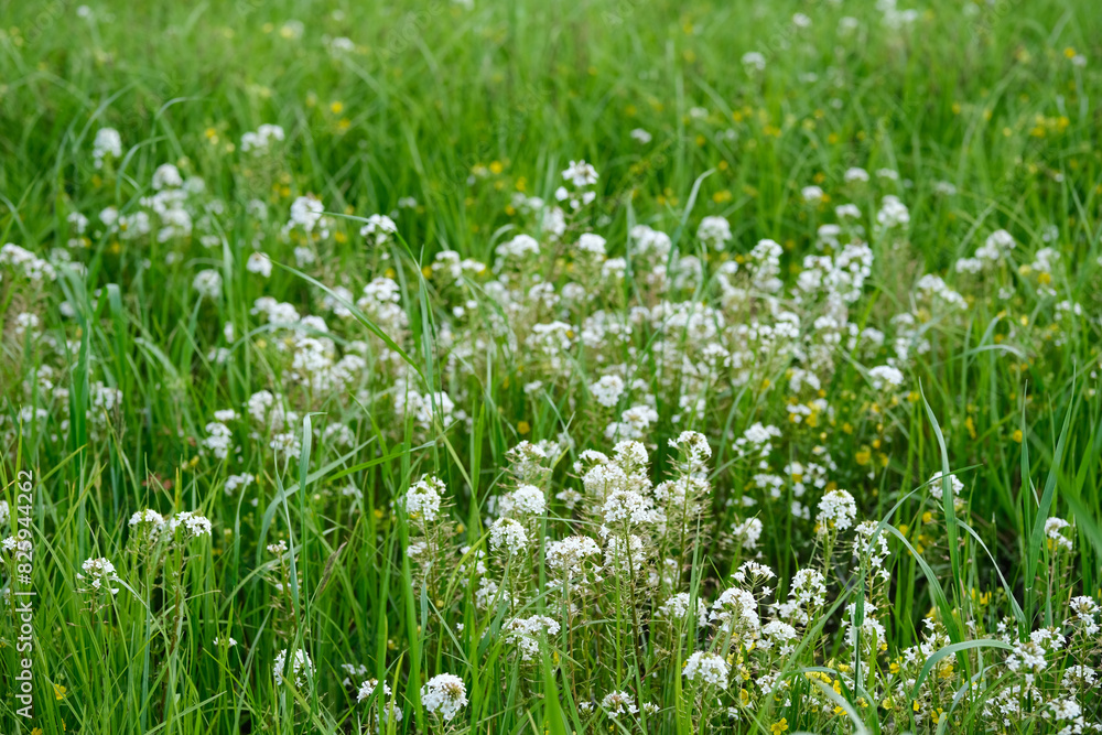 Lysimachia Candida lindi