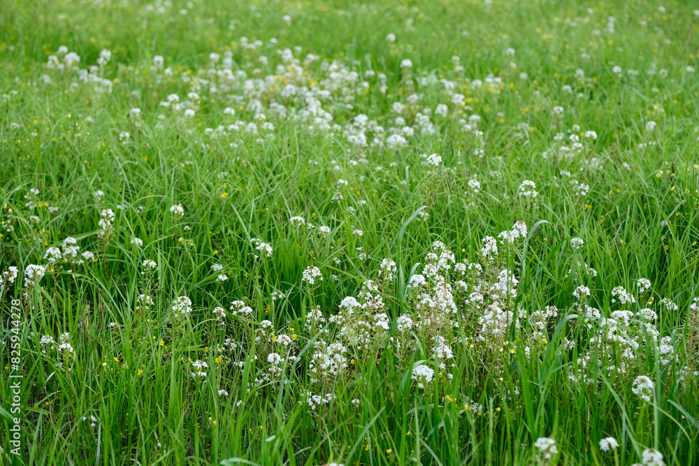 Lysimachia Candida lindi Lysimachia Candida lindi