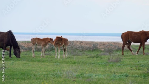 A group of adult horses and foals graze peacefully in a lush green meadow with the ocean in the background.
