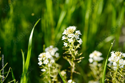 Lysimachia Candida lindi