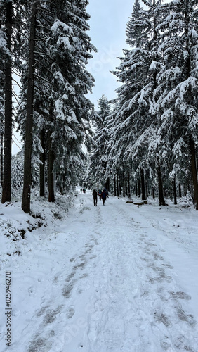 Winter mountain forest in the Jizera Mountains, Poland