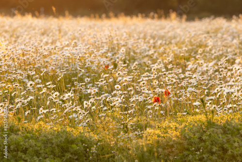 Mohnblume am Rand von Margeritenfeld zum Sonnenuntergang photo