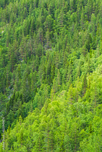 Dense Green Trees Covering Forest in Norway