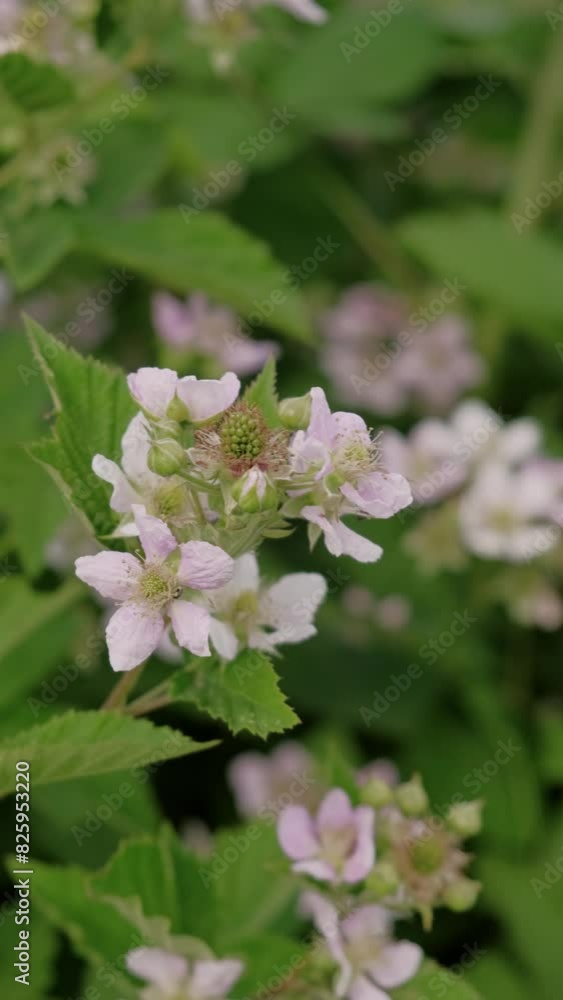 Beautiful blackberry flowers in bloom with vibrant green foliage in the background create a picturesque scene of nature Beautiful blackberry flowers in bloom with vibrant green foliage in the background create a picturesque scene of nature