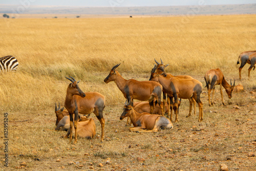 Topi in Serengeti, Africa