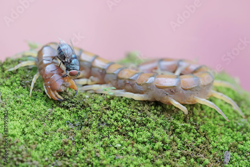 A centipede carcass on a moss-covered rock is being surrounded by green flies. This multi-legged animal has the scientific name Scolopendra morsitans.