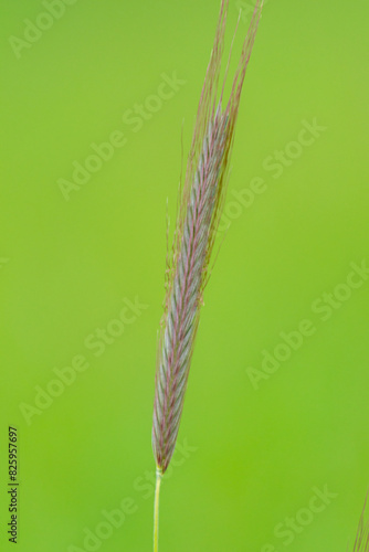 ear of rye isolated on a green background