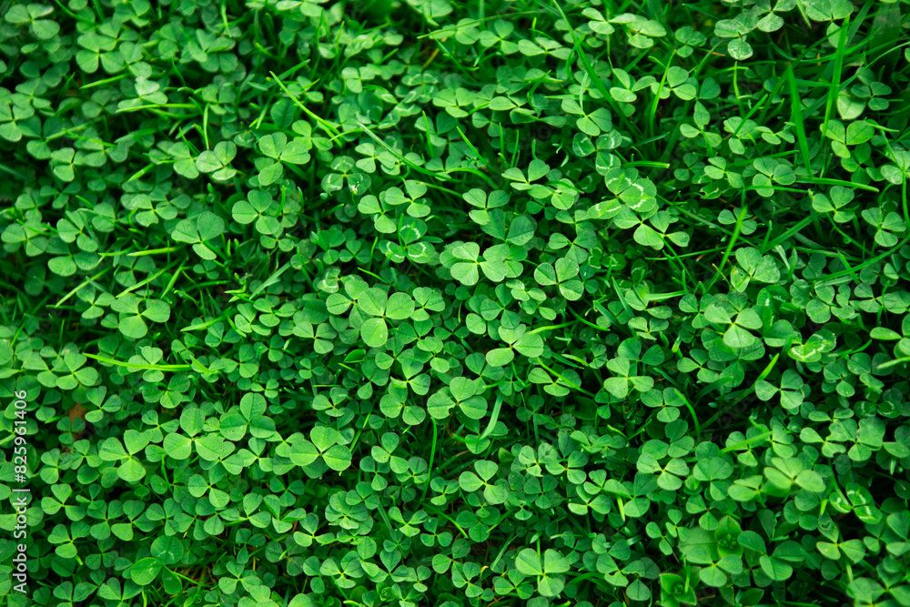 Nature and ecology, green clover background Nature and ecology, green clover background