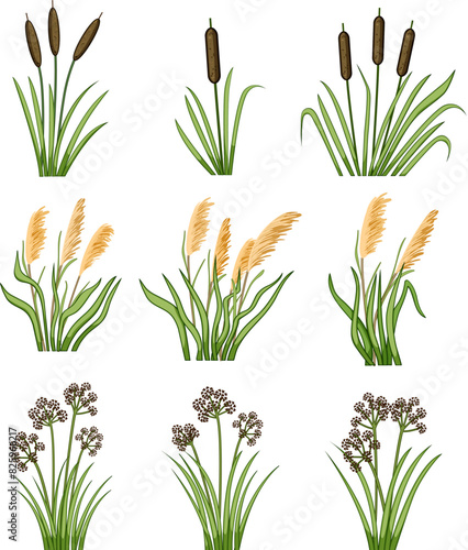 lake plant set cartoon. landscape reed, grass forest, garden wetland lake plant sign. isolated symbol vector illustration