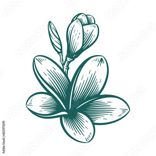Hand Drawn Frangipani or Plumeria Flower, Floral Line Art Engraving Illustration