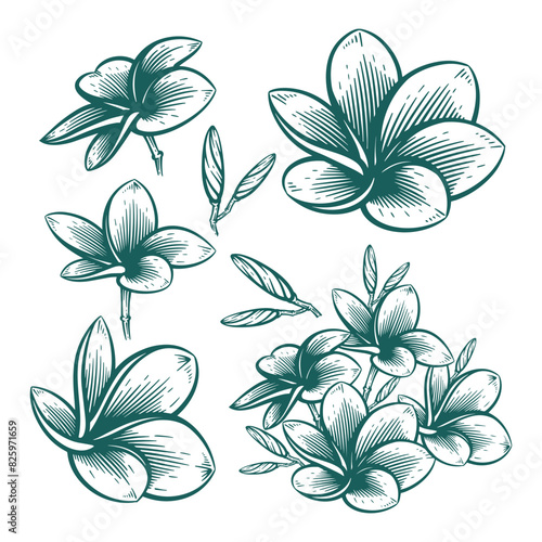 Hand Drawn Frangipani or Plumeria Flower, Floral Line Art Engraving Illustration