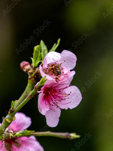 Beautiful pink almond blossoms close up in green garden natural background