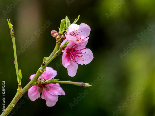 Beautiful pink almond blossoms close up in green garden natural background