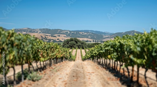 Images of a vineyard with a pathway and clear blue skies