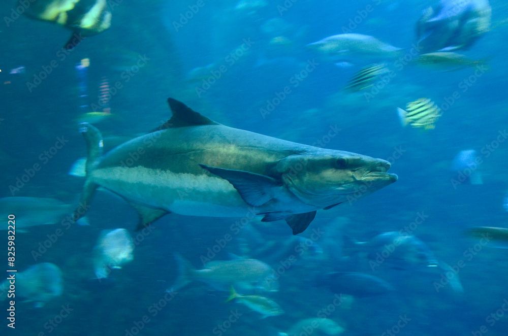 Obraz premium スギ