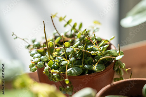 Closeup of Peperomia Prostrata (string of turtles) houseplant in terracotta flower pot at home. Trendy unpretentious plant concept. Selective soft focus, shallow depth of field photo