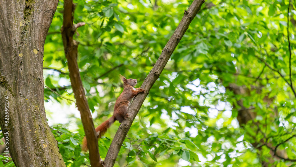 A squirrel in a green forest
