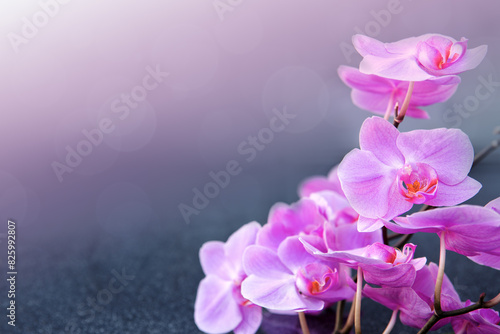 Orchid flowers isolated on blur background