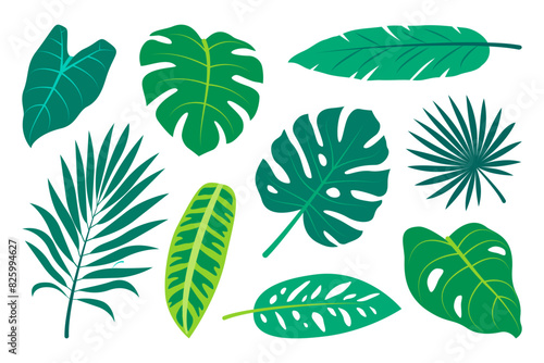 Collection of hand drawn tropical leaves. Exotic leaves set in minimalistic flat style. Vector elements isolated on a white background.