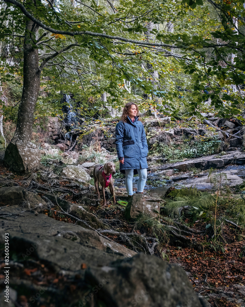 A girl and a Braco de Weimar dog in the forest. Young woman standing with a Weimaraner in a forest and rural environment. A girl and a Braco de Weimar dog in the forest. Young woman standing with a Weimaraner in a forest and rural environment.