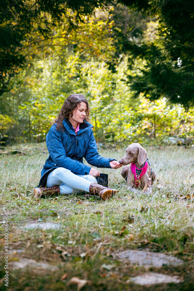 Fototapeta premium A young woman in a blue jacket sitting next to a Weimaraner dog in a grassy clearing in a forest giving him some treats. Forest and rural setting with a girl and a Weimaraner Braco dog taking treats