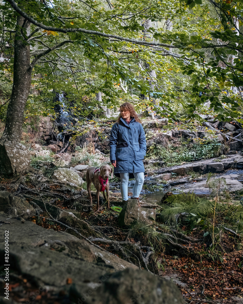 A young woman standing with a Weimaraner in a forest and rural setting. A girl and a Braco de Weimar dog in the forest. A young woman standing with a Weimaraner in a forest and rural setting. A girl and a Braco de Weimar dog in the forest.