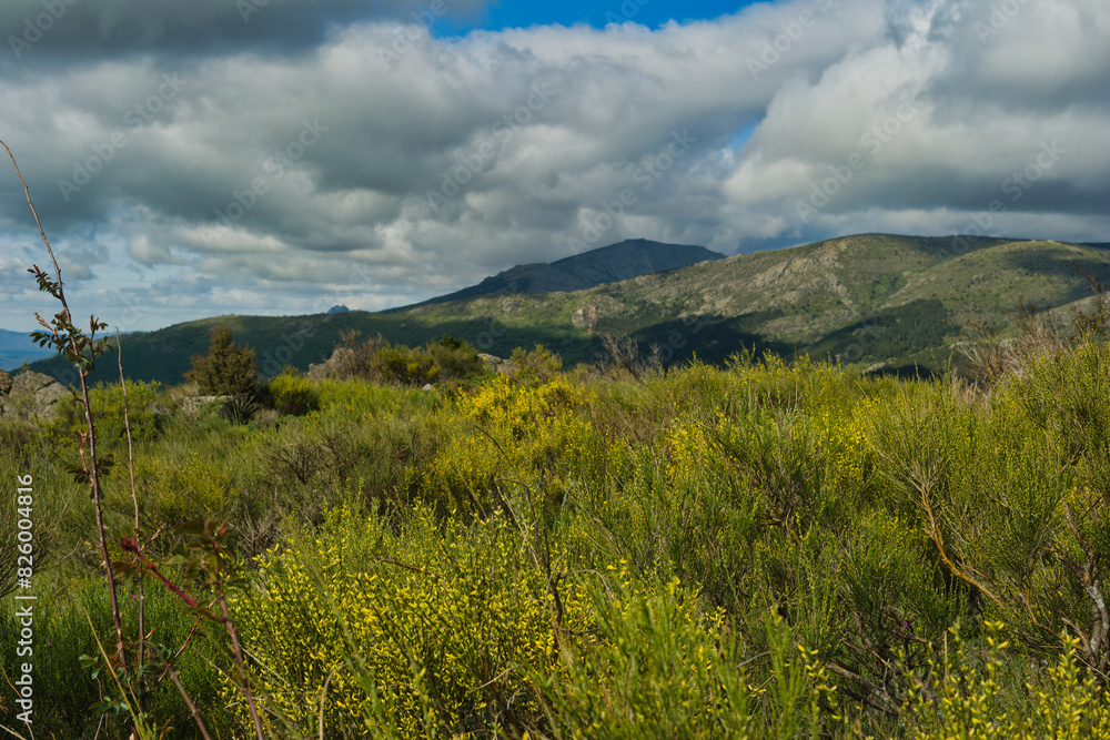 landscape, view, nature, spring, green, spain, flora, plants, be landscape, view, nature, spring, green, spain, flora, plants, be
