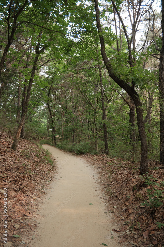 대한민국 산의 봄의 울창한 숲속의 나무와 식물들이 만연한 등산로를 경험할 수 있는 공원 산책길 배경화면 대한민국 산의 봄의 울창한 숲속의 나무와 식물들이 만연한 등산로를 경험할 수 있는 공원 산책길 배경화면
