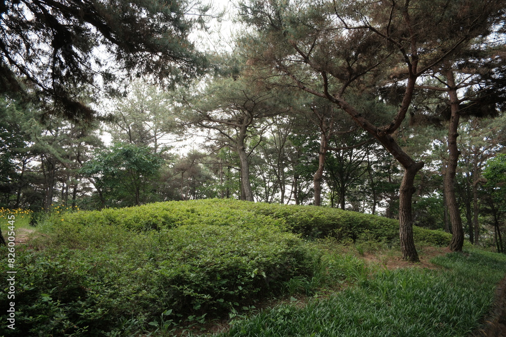 Obraz premium 대한민국 산의 봄의 울창한 숲속의 나무와 식물들이 만연한 등산로를 경험할 수 있는 공원 산책길 배경화면