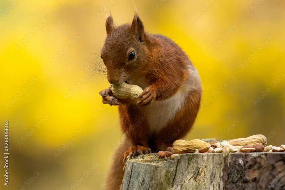 Obraz premium Hungry little scottish red squirrel with a nut