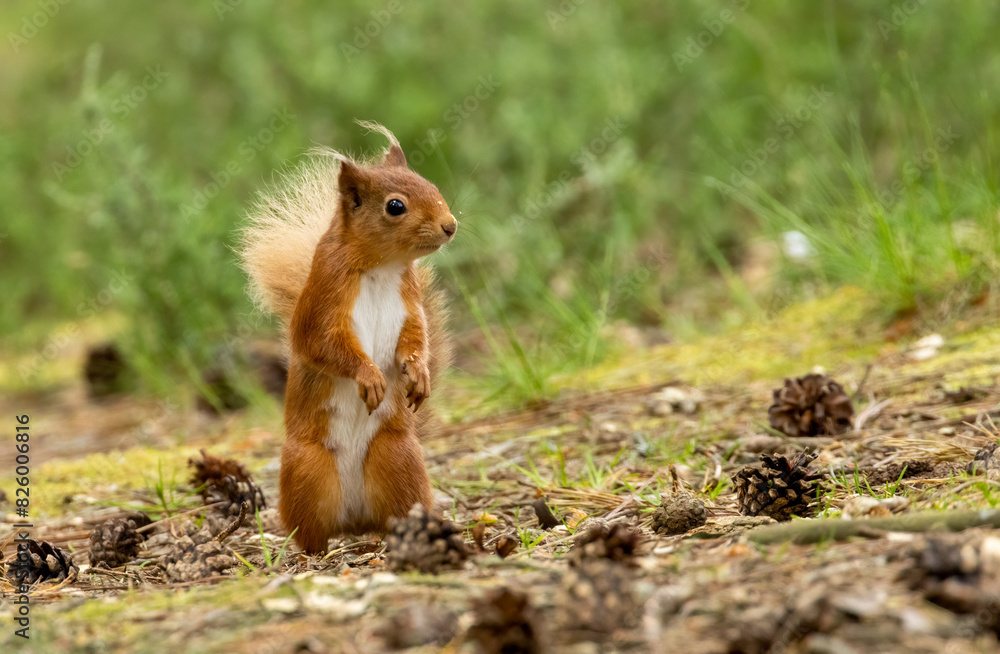 Curious little red squirrel in the woodland Curious little red squirrel in the woodland
